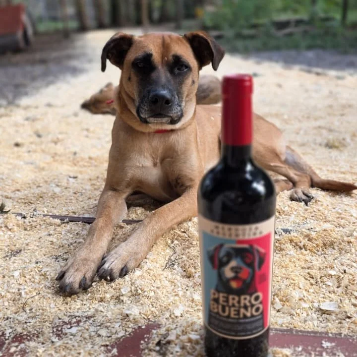 foto-perro-bueno